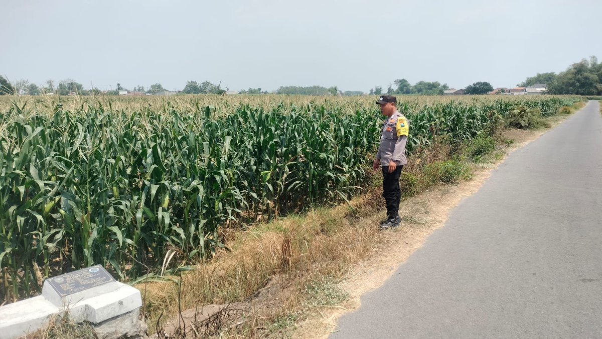 PolsekWonslam's tweet photo. Menindaklanjuti petunjuk dan arahan Karo SDM Polda Jatim Kombes Pol Heru Budi Prasetyo, S.I.K., selaku ketua Satgas ketahanan pangan Polda Jatim, Kapolres Jombang  Polda Jatim AKBP Ardi Kurniawan, S.H., S.I.K., CPHR. memerintahkan Kapolsek Gudo melaksanakan pemantauan tanaman https://t.co/JNmW6L8jXP