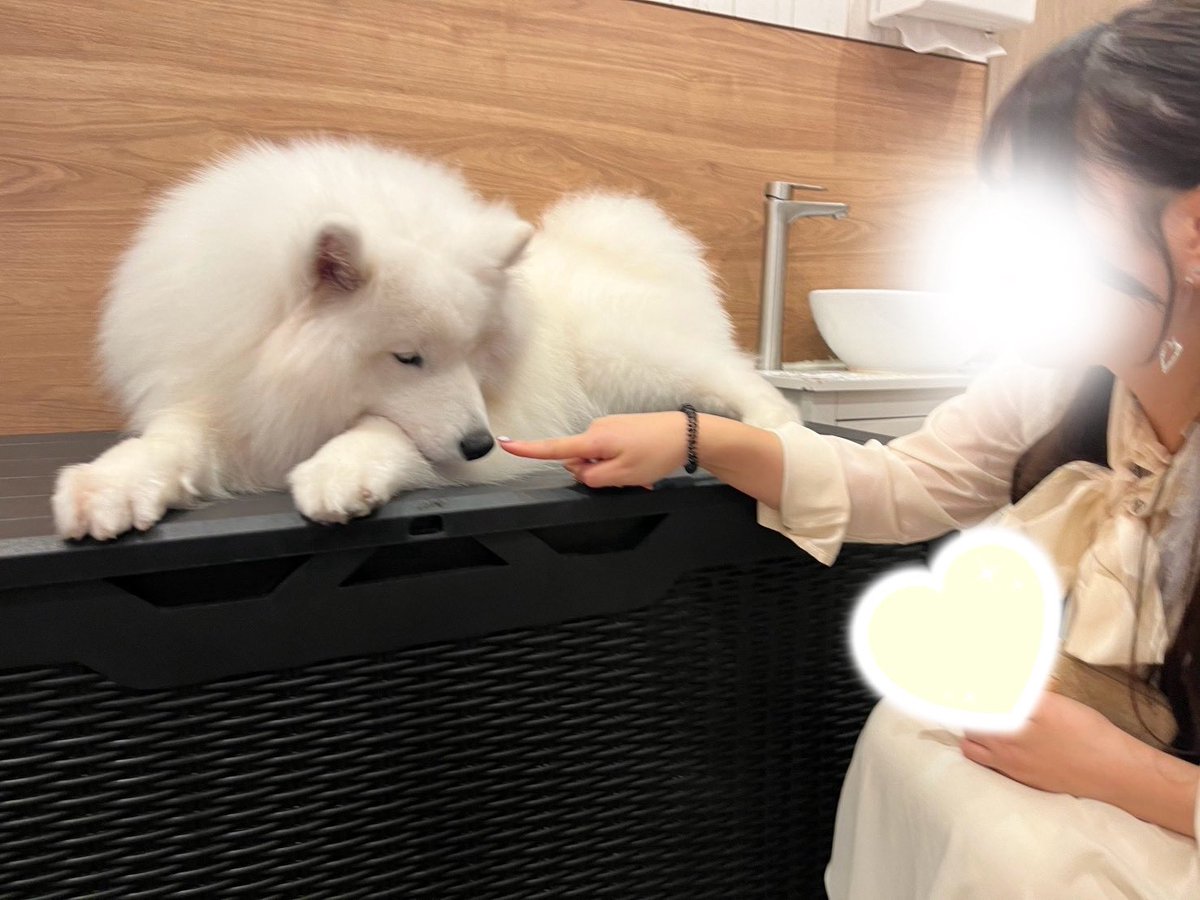 USA_Okayama's tweet photo. 初のサモエドカフェ✨️
楽しすぎたし可愛すぎた💛 https://t.co/Uilts4XRct