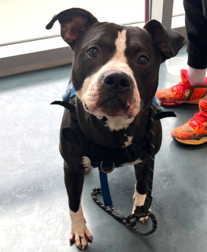 notthesameone2's tweet photo. 🐾2-y/o Yami Asta Left) came in w/ brother Oso (right) early Sept b/c landlord will not allow. Housetrained, snuggly, waggy, active, playful, independent. Friendly w/ strangers, kids & dogs. Loves treats & toys. Yami needs a foster offer by 9/26:
Yami Asta: https://t.co/TdrjSvPYLB
Oso: https://t.co/L1rdKrkw0Q
