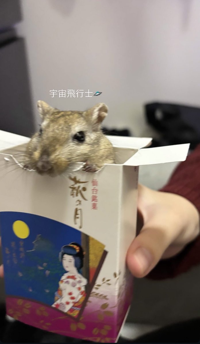 mito_nigou's tweet photo. うちの子かわいでしょ~🐭🛸⭐️ https://t.co/DAKuWJKKhW