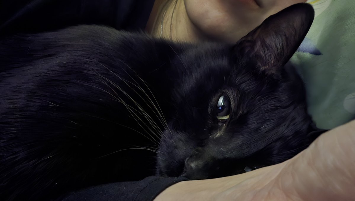 nuniemin's tweet photo. nunca vão me convencer que gatos não são leais quando eu sei exatamente que o meu mais novo está passando pelo luto da mesma forma que nós. mesmo sendo um gato enérgico e temperamental, já faz mais de uma semana em que ele nunca mais foi o mesmo. espero que o tempo sare as dúvidas e faltas de mini cerebrinhos também. ☹️