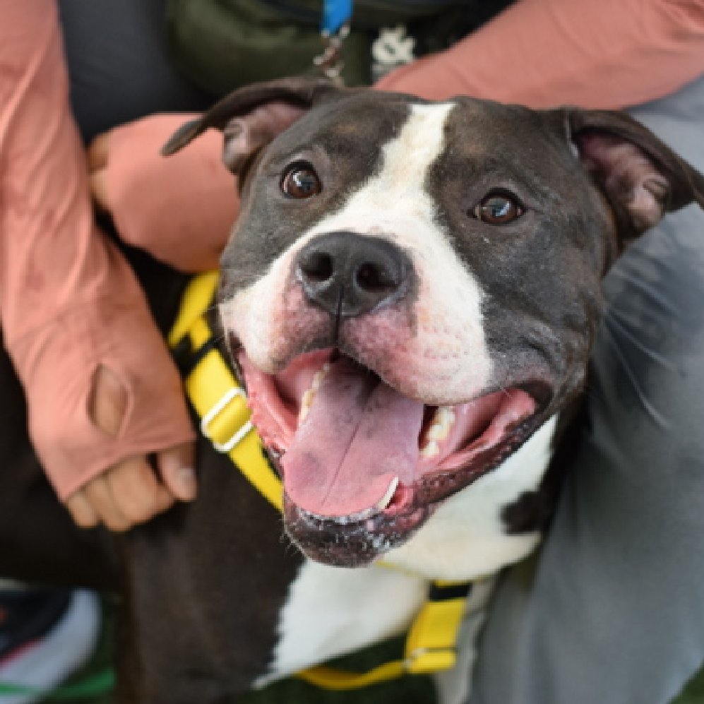 notthesameone2's tweet photo. 🐾2-y/o Yami Asta Left) came in w/ brother Oso (right) early Sept b/c landlord will not allow. Housetrained, snuggly, waggy, active, playful, independent. Friendly w/ strangers, kids & dogs. Loves treats & toys. Yami needs a foster offer by 9/26:
Yami Asta: https://t.co/TdrjSvPYLB
Oso: https://t.co/L1rdKrkw0Q