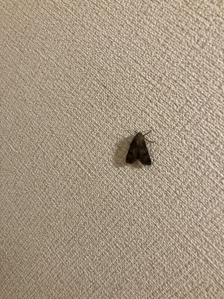 niceboimikuto's tweet photo. トイレして視線感じたら先に入ってる生物いた
鍵締めろや https://t.co/FPKQB9Lb89
