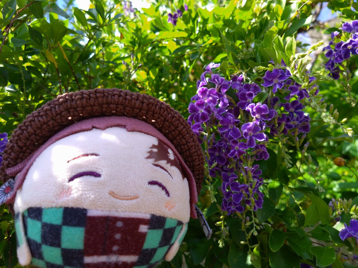 f243w's tweet photo. ふゎ🎴「おはよござぃます!(^_^)☀まぶしです!ぉ🏠️にさぃてた🌼のまえで。ふじの🌼みたぃできれ〜ですよ!」 https://t.co/FMYl5xeDjP