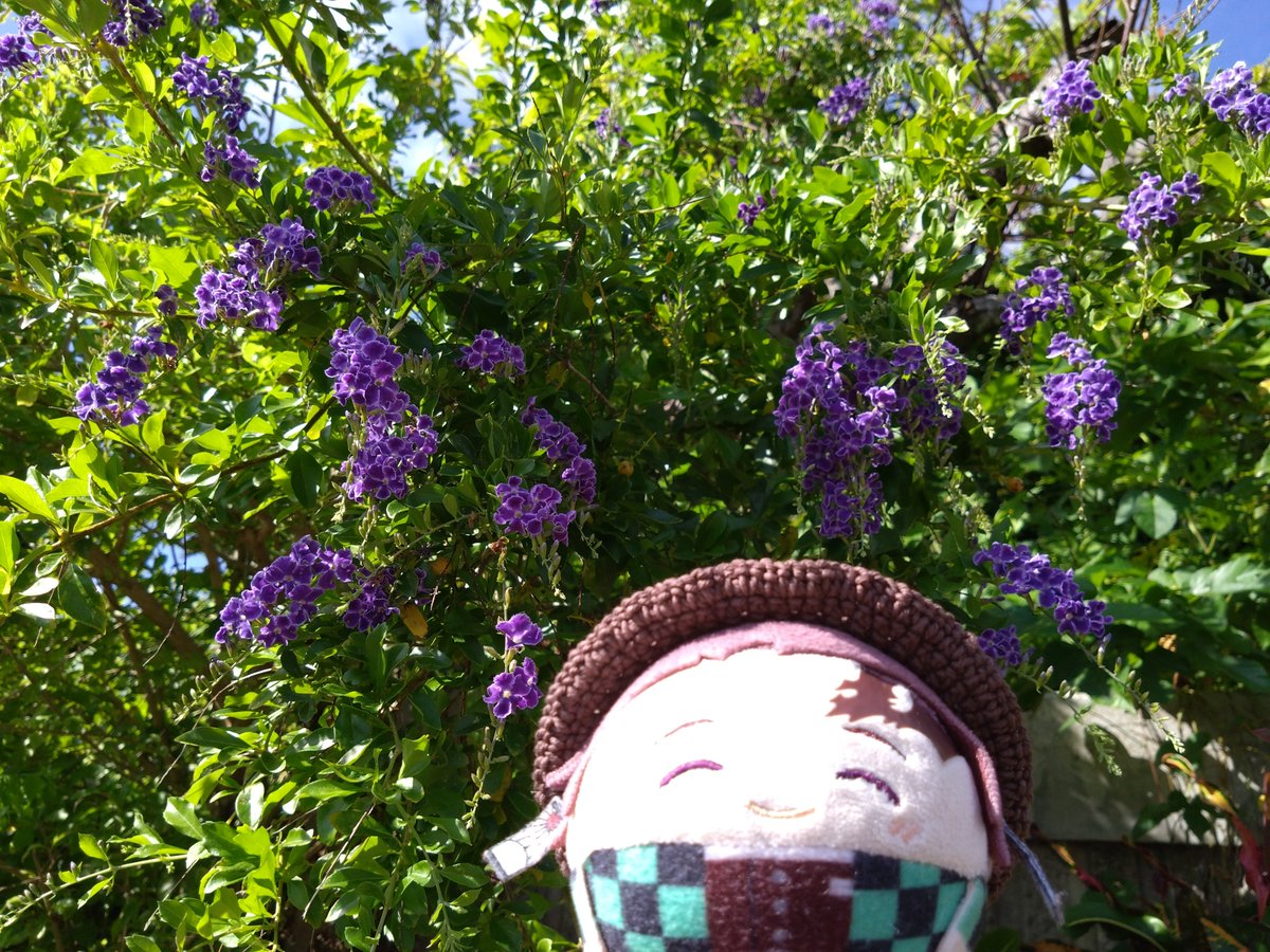 f243w's tweet photo. ふゎ🎴「おはよござぃます!(^_^)☀まぶしです!ぉ🏠️にさぃてた🌼のまえで。ふじの🌼みたぃできれ〜ですよ!」 https://t.co/FMYl5xeDjP