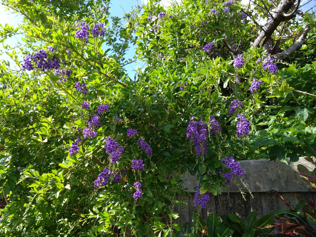 f243w's tweet photo. ふゎ🎴「おはよござぃます!(^_^)☀まぶしです!ぉ🏠️にさぃてた🌼のまえで。ふじの🌼みたぃできれ〜ですよ!」 https://t.co/FMYl5xeDjP