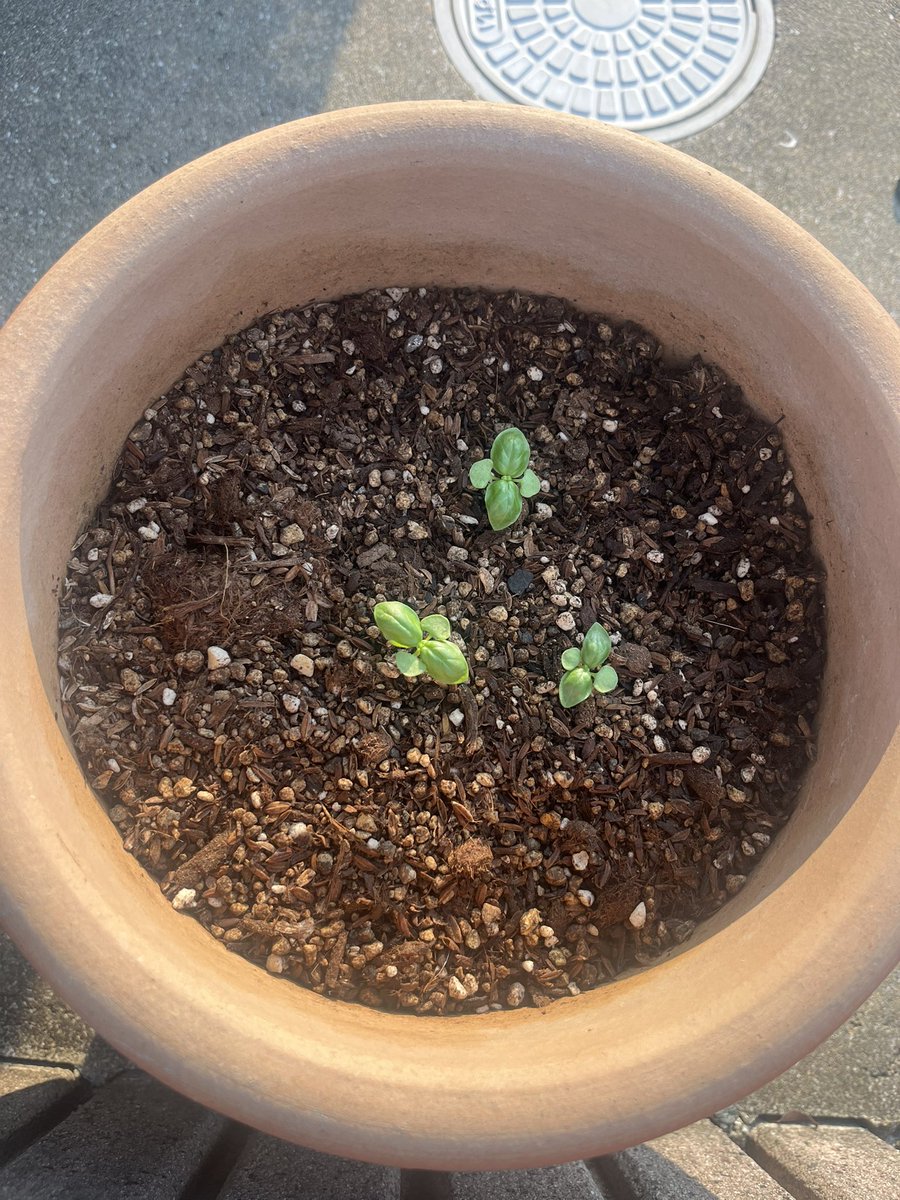 nord_sub_'s tweet photo. 17日芽らしい🌱
近くにいる虫は滅殺してるんだけど
これが親の気持ち…？
#バジル成長日記 https://t.co/3iq4liPCPC