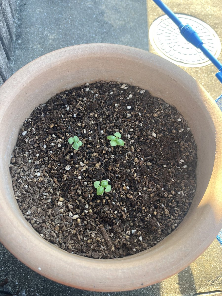 nord_sub_'s tweet photo. 17日芽らしい🌱
近くにいる虫は滅殺してるんだけど
これが親の気持ち…？
#バジル成長日記 https://t.co/3iq4liPCPC