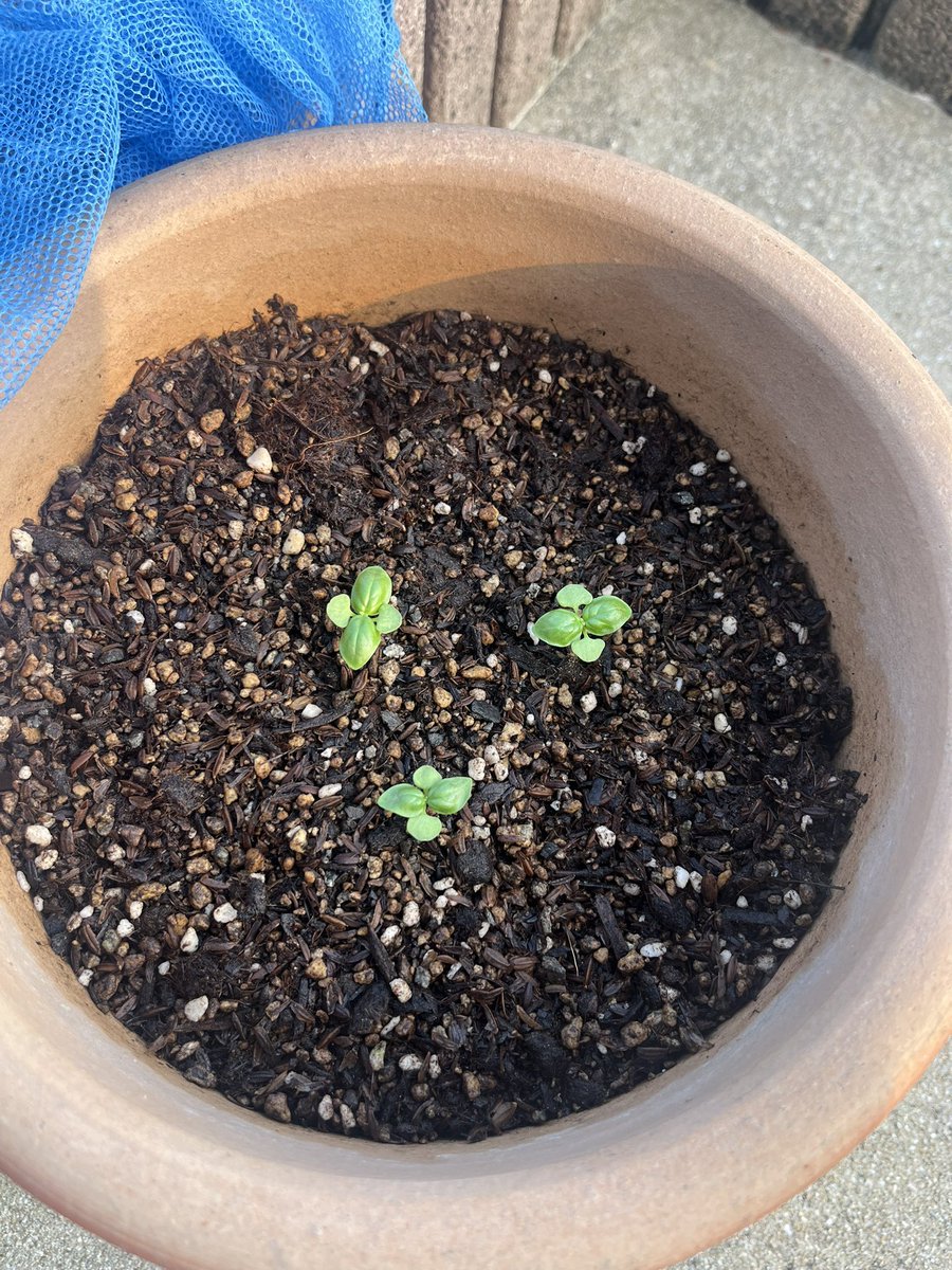 nord_sub_'s tweet photo. 17日芽らしい🌱
近くにいる虫は滅殺してるんだけど
これが親の気持ち…？
#バジル成長日記 https://t.co/3iq4liPCPC