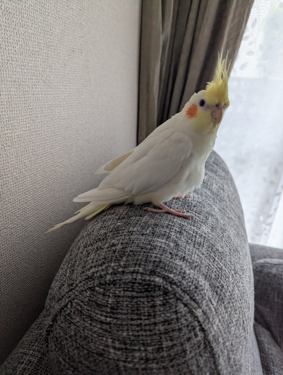 33BWTE1kyD69901's tweet photo. 迷子のオカメインコを探しています
見かけたり何か情報ありましたら連絡お願いします
#迷子鳥 #愛知 #インコ #オカメインコ https://t.co/NyLQmf4jPa