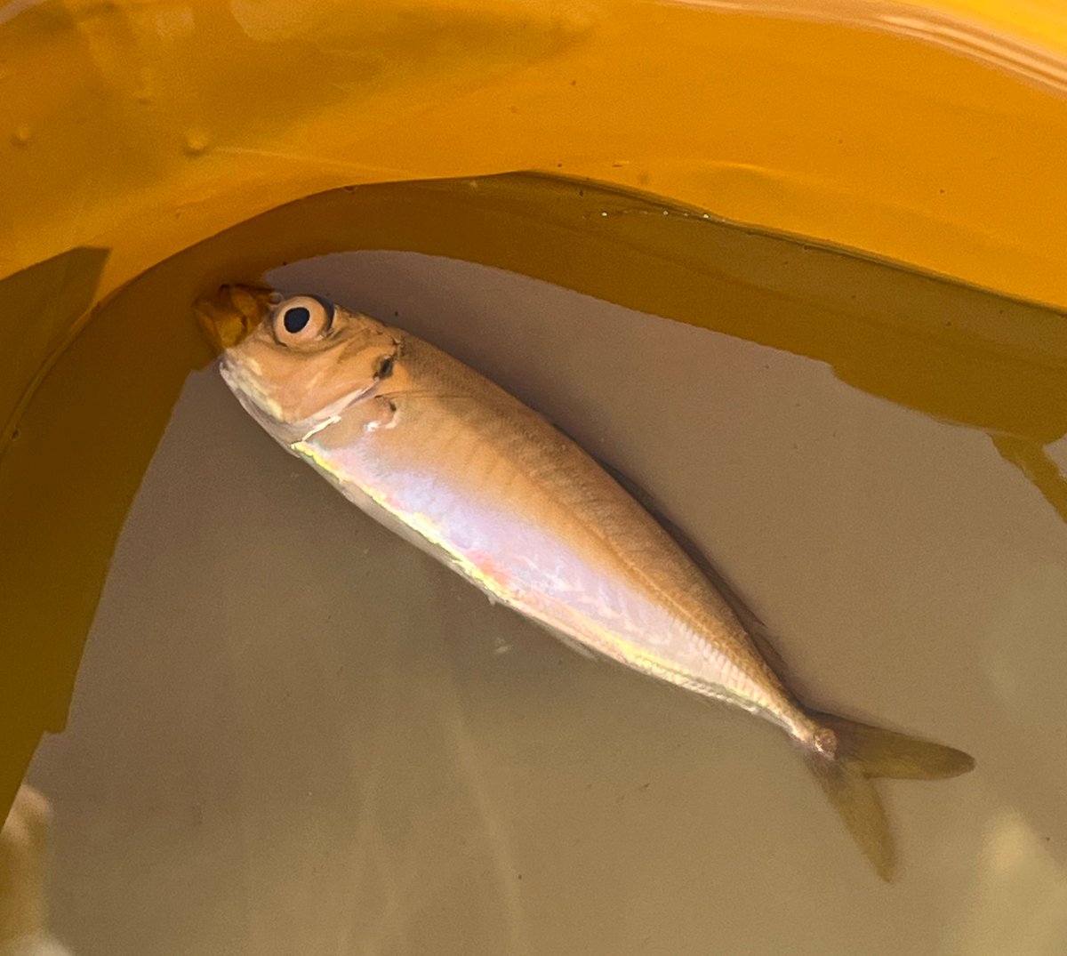 hazehatman's tweet photo. 小アジが爆釣れしたので、唐揚げにしてたべたよ。
��太刀魚が1匹。上出来。 https://t.co/1DnWby3hPi