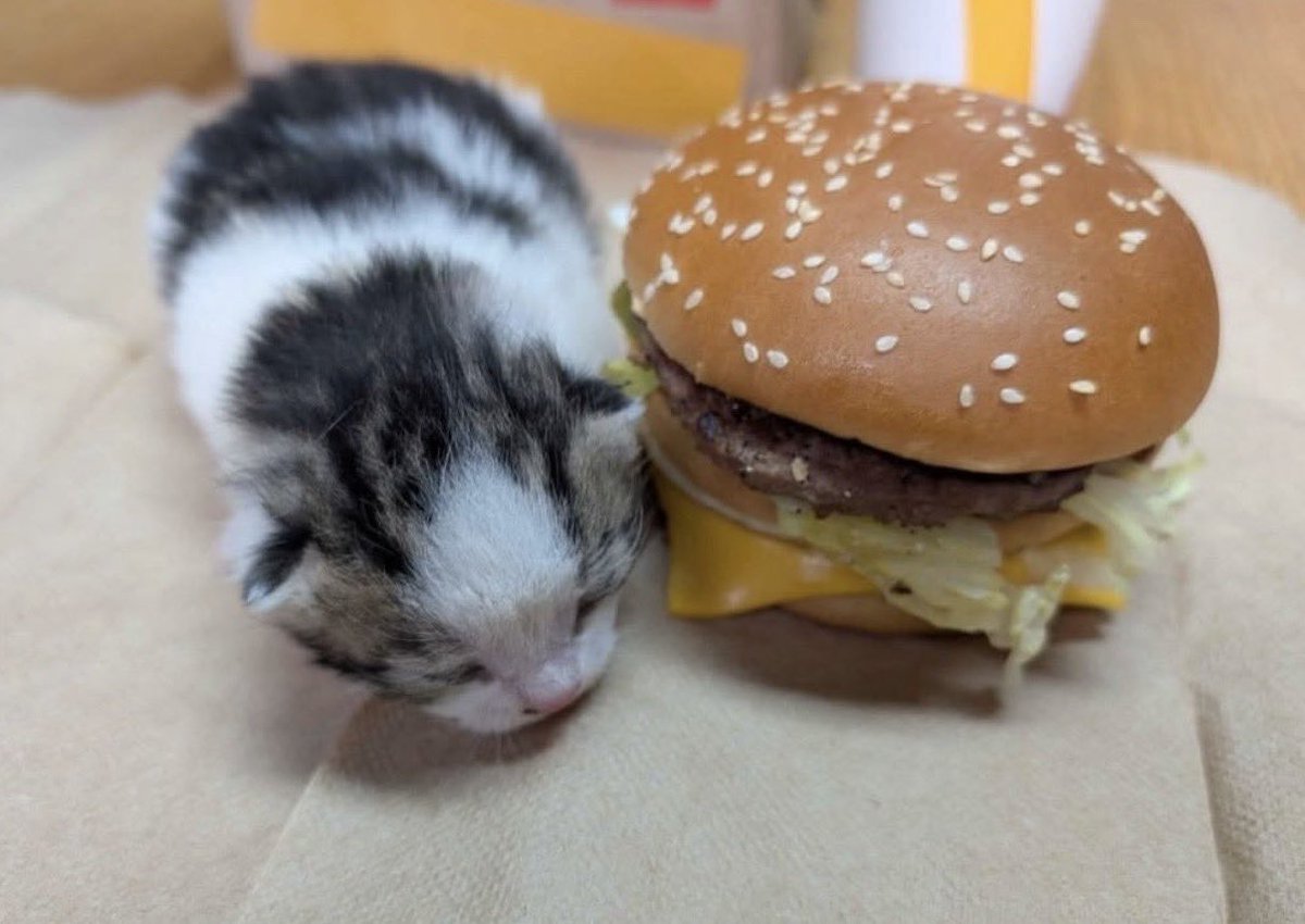 HumDinky's tweet photo. ubber ,    delivererey   f.Fore   dinnky  ! https://t.co/NWFrn45Xyt