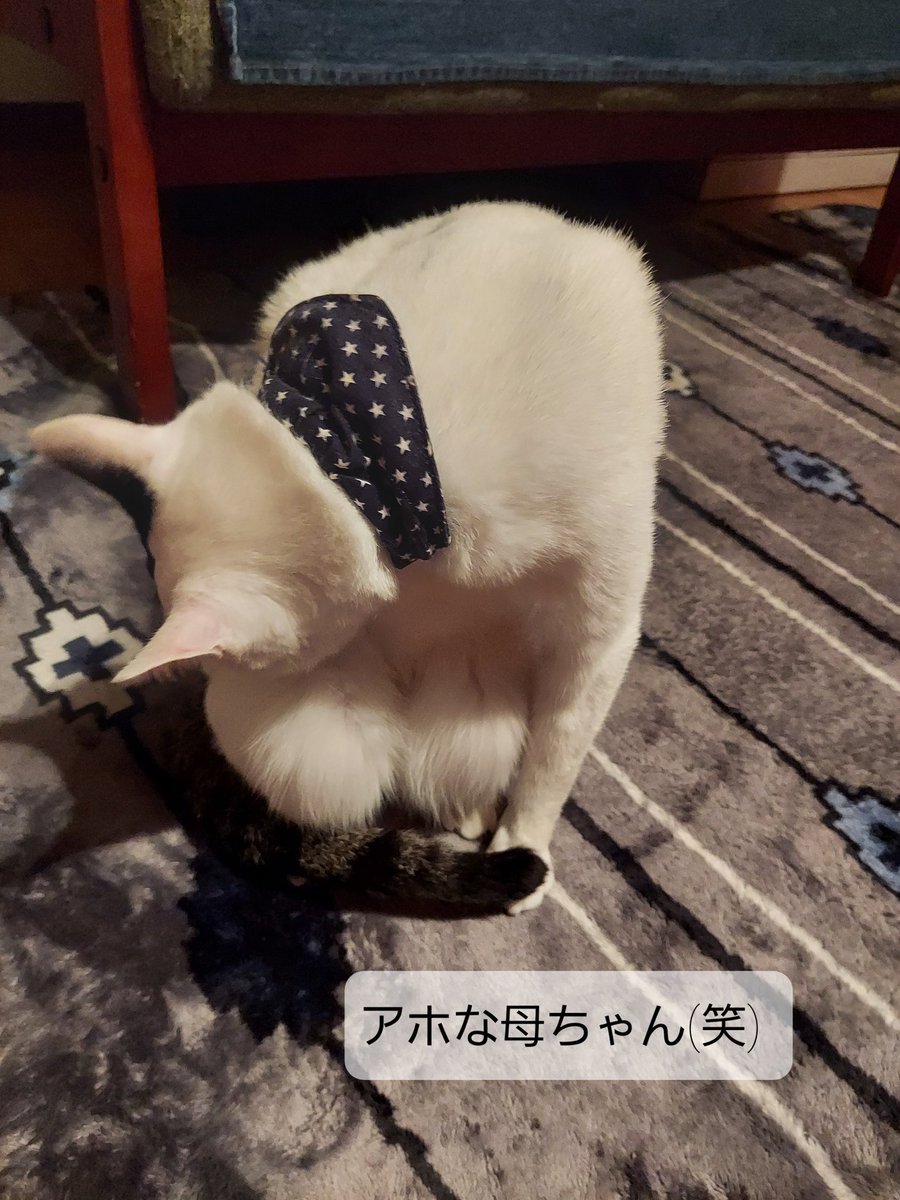 Tosy1226's tweet photo. @cute_nekosmama https://t.co/BzztXCcJTS
