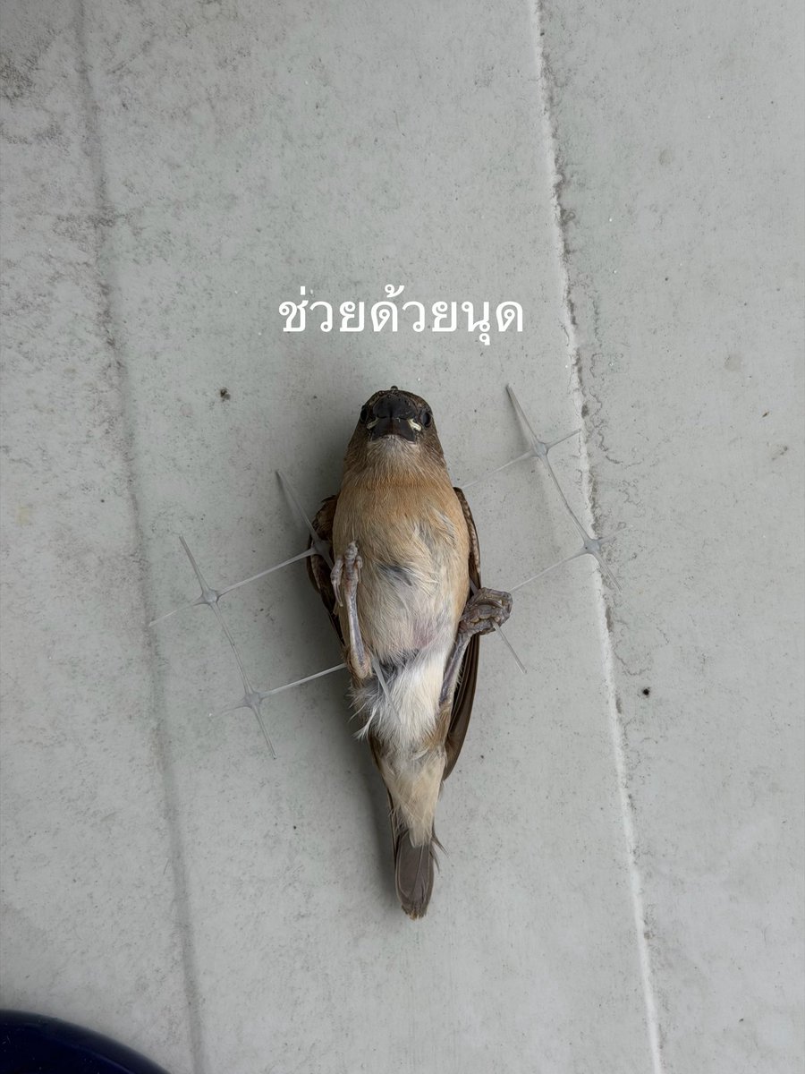 jimmy_jimmoi's tweet photo. เด็กติดพุง ไม่ได้ถ่ายตอนตัวติด รีบตัดช่วยลงมาก่อน 5555555 บินได้ปกติดีไม่ได้เป็นอะไร แค่อ้วน ต่อไปนี้มีทางเข้าออกแล้วนะ หวังว่าจะไม่ติดพุงอีก https://t.co/9xwDGy4osy