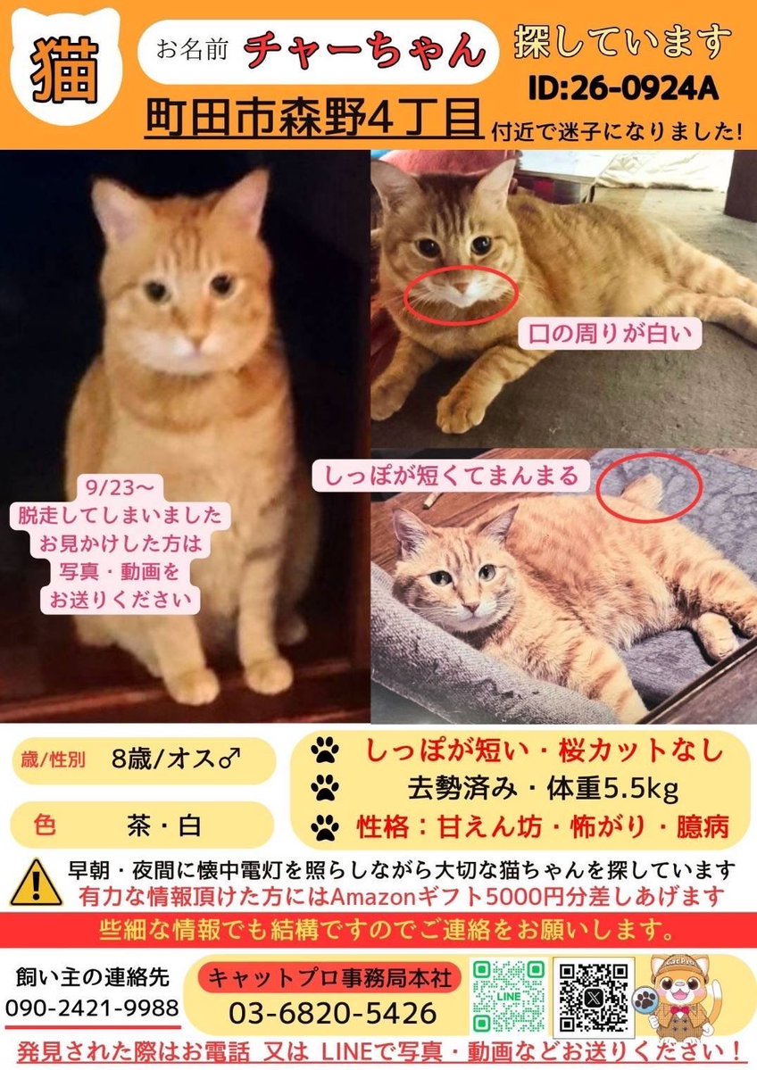 machida_aigo's tweet photo. 😺【迷子猫情報】😺

9/23
森野4丁目付近からいなくなっている猫さんの情報です

見かけた方は写真を撮ってチラシ下部にある連絡先に情報提供をお願い致します🙇‍♀️
怖がりさんなので無理に捕まえたり追いかけたりはしないようお気をつけください。

#迷子猫
#町田市森野
#捜索中 
#チャーちゃん https://t.co/SYQruFUyCt