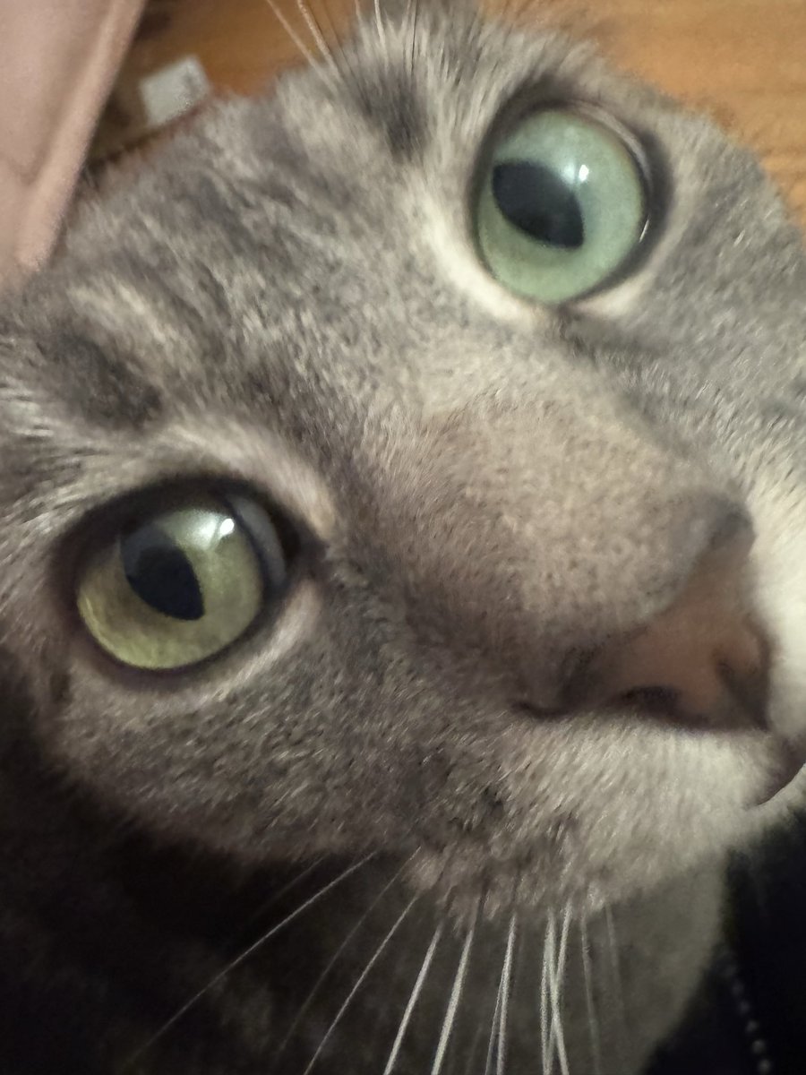 fallycatz's tweet photo. @whisplovrx SHE SAYS THANK YOU https://t.co/EPPQyctrbx