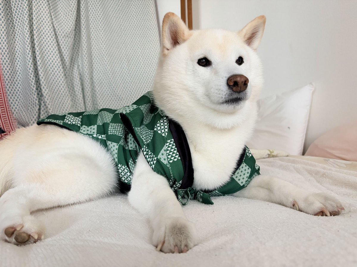 monokuro_catdog's tweet photo. 冬に向けて新しいちゃんちゃんこを購入
なお本犬は不満げ https://t.co/4JpYUgbfUy