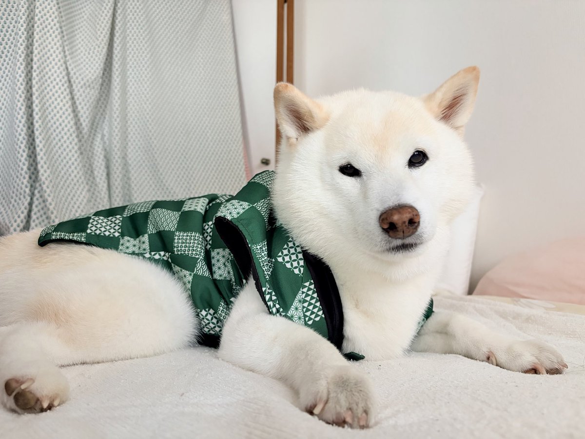 monokuro_catdog's tweet photo. 冬に向けて新しいちゃんちゃんこを購入
なお本犬は不満げ https://t.co/4JpYUgbfUy