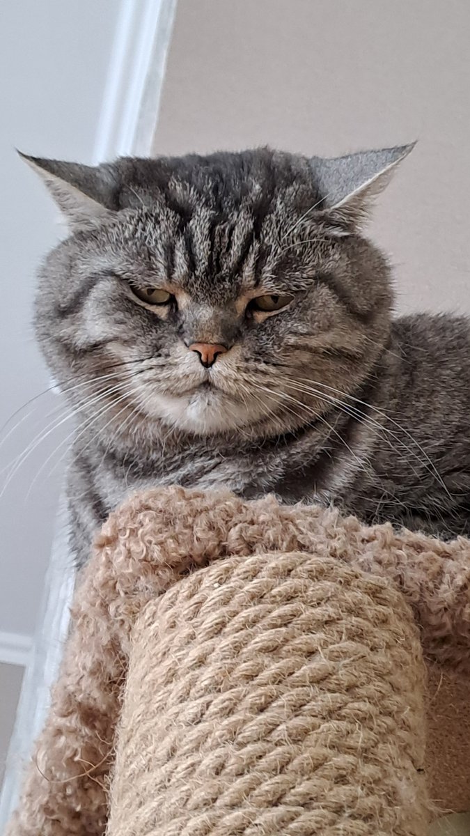 QuattroJasper's tweet photo. Ah, btw, yes, the gif is real. I put the phone on my chest while filming it. XD

I love my cats, so will use "proving the beast of such roundness exists" as an excuse to post more photos of him. Hehe. https://t.co/YyhiRhhw2i