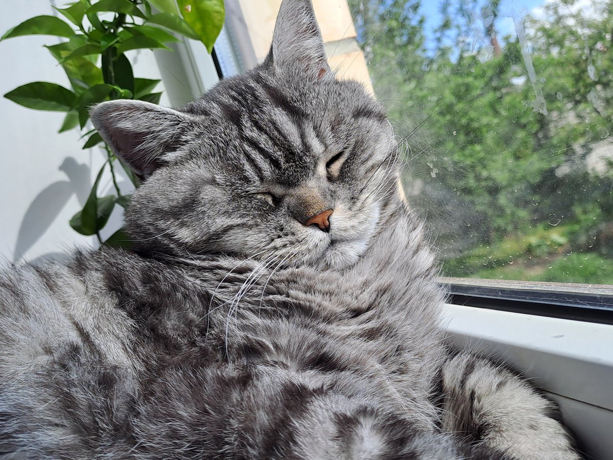 QuattroJasper's tweet photo. Ah, btw, yes, the gif is real. I put the phone on my chest while filming it. XD

I love my cats, so will use "proving the beast of such roundness exists" as an excuse to post more photos of him. Hehe. https://t.co/YyhiRhhw2i
