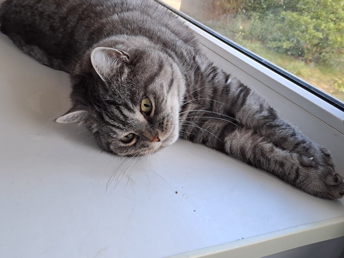QuattroJasper's tweet photo. Ah, btw, yes, the gif is real. I put the phone on my chest while filming it. XD

I love my cats, so will use "proving the beast of such roundness exists" as an excuse to post more photos of him. Hehe. https://t.co/YyhiRhhw2i