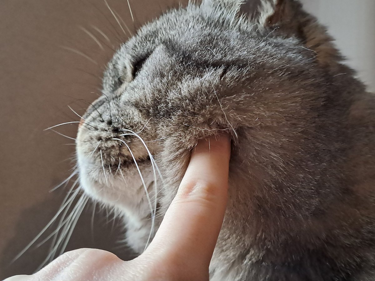 QuattroJasper's tweet photo. Ah, btw, yes, the gif is real. I put the phone on my chest while filming it. XD

I love my cats, so will use "proving the beast of such roundness exists" as an excuse to post more photos of him. Hehe. https://t.co/YyhiRhhw2i