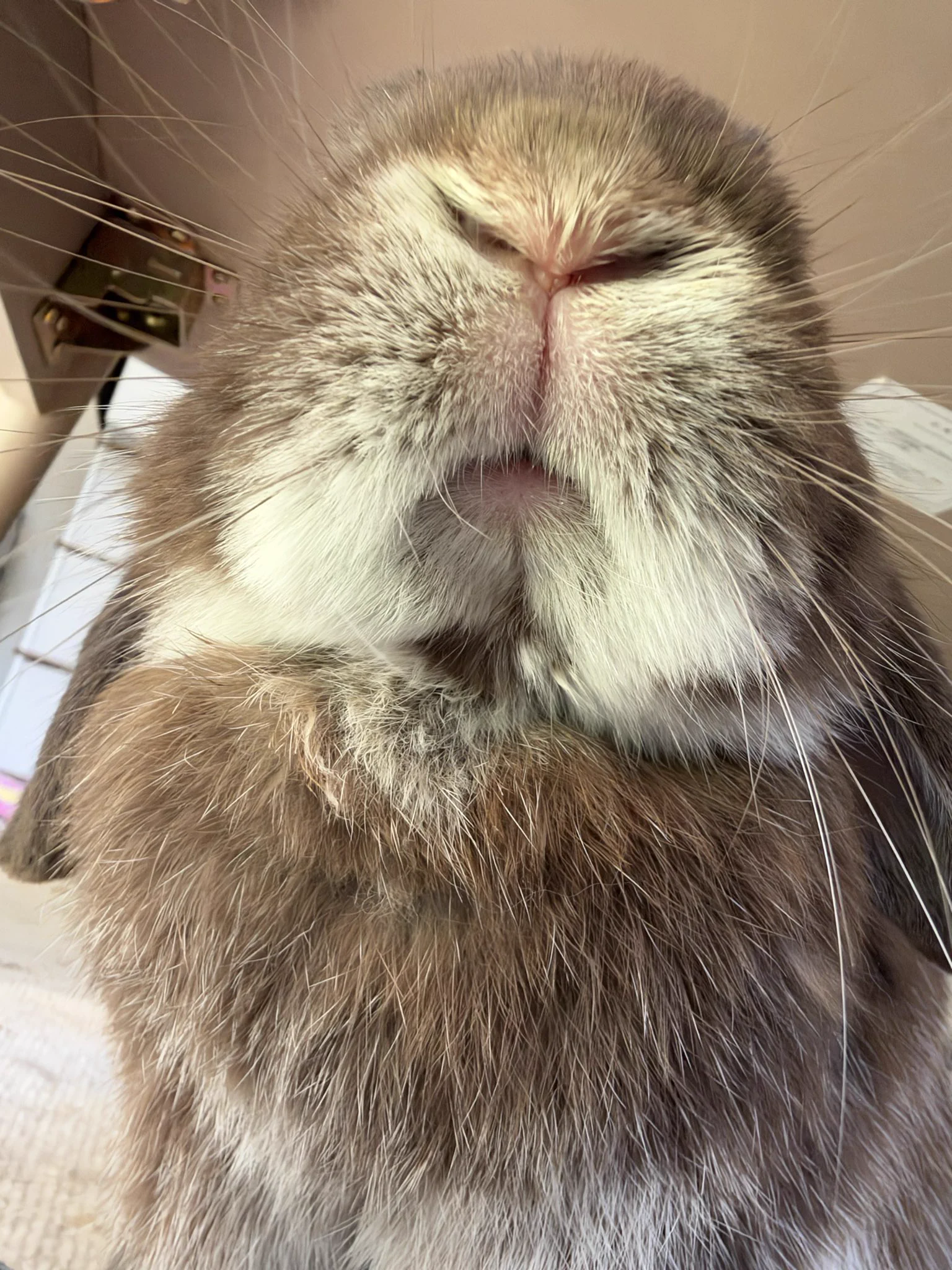 今日もうちのうさぎがかわいい on X / X