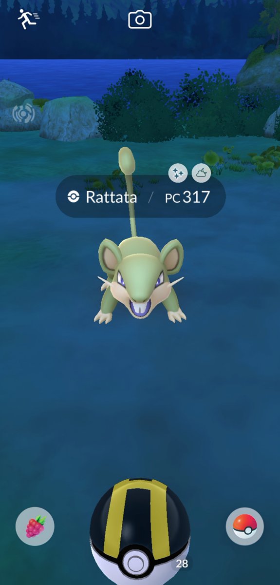 mardeclaras's tweet photo. @YasmimDinizS_ o meu rattata patriota veio https://t.co/4lncxVjazl