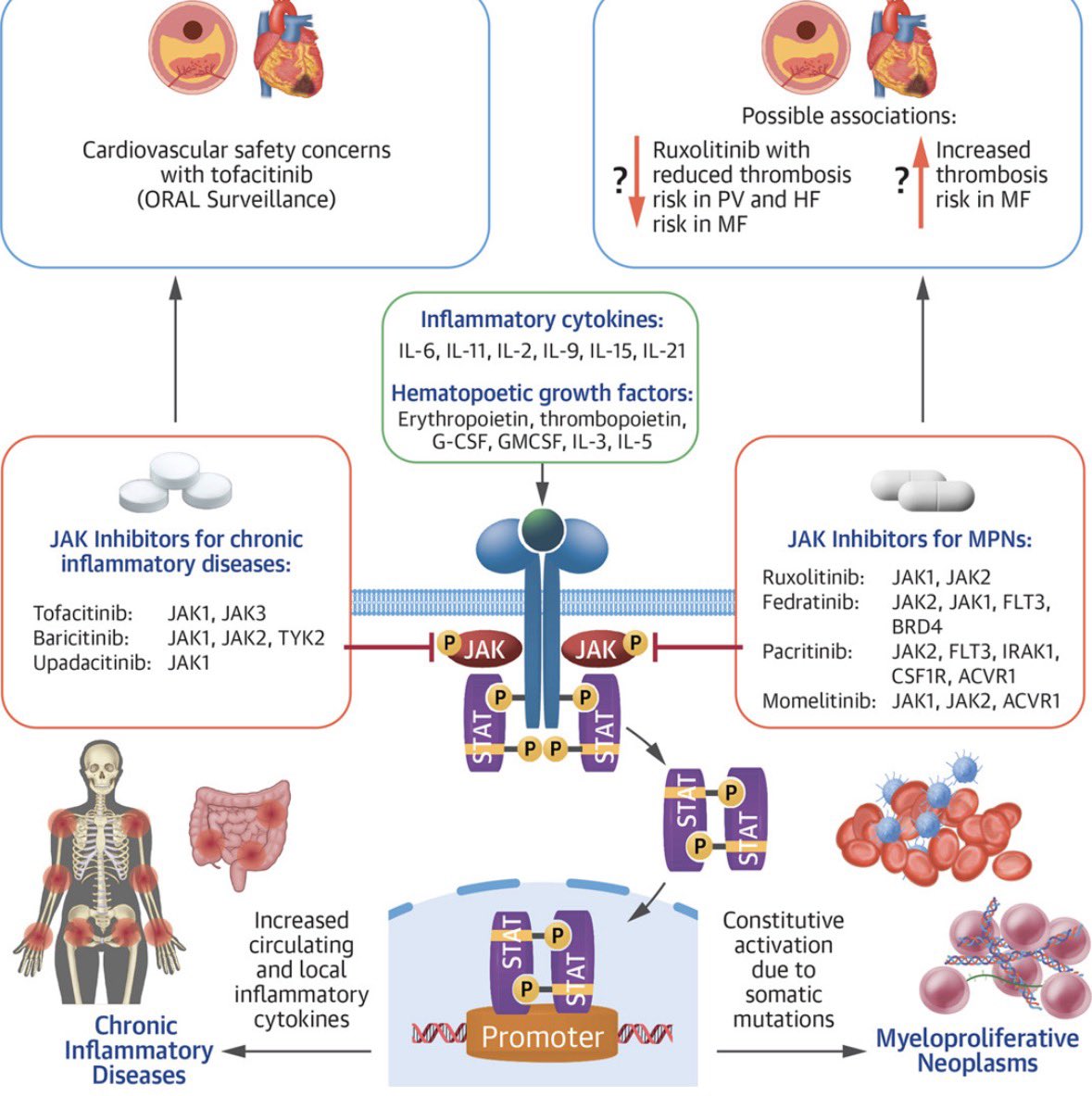 LeivaOrly's tweet photo. 🔥Hot off the press🔥

Excited to share our new @JACCJournals #cardioonc primer of the CV effects of JAK-I in heme cancers (primarily #MPNsm). In RA, JAK-I = ⬆️CV risk. InMPNs, this is more nuanced.
Great collab w/ @GillKentucky, @NYUCVDPrevent
https://t.co/sIaShnSeWv https://t.co/0T8G8Nge0R