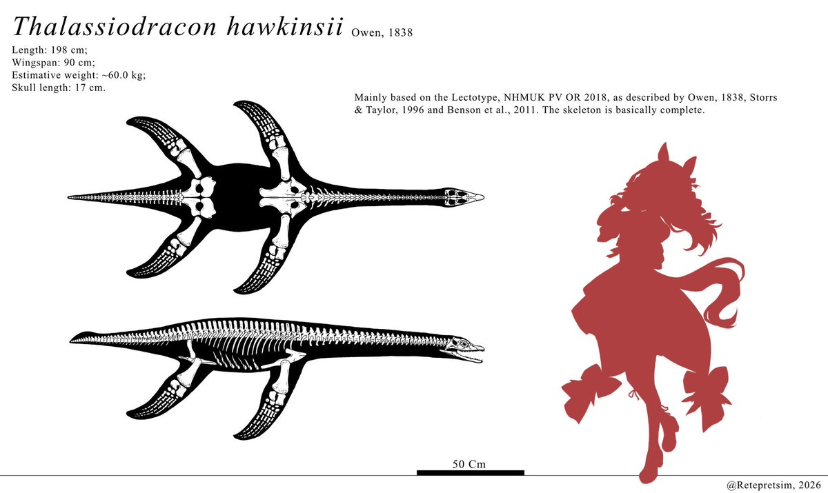 PedroMa23765483's tweet photo. Thalassiodracon is one of the oldest pliosaurids ever found, dating back to the Triassic. His weird anatomy shows how different the older pliosaurids were from the upper Jurassic and Cretaceous Apex predators like Kronosaurus and  Pliosaurus

#Paleoart https://t.co/4g2Zi8NrCP