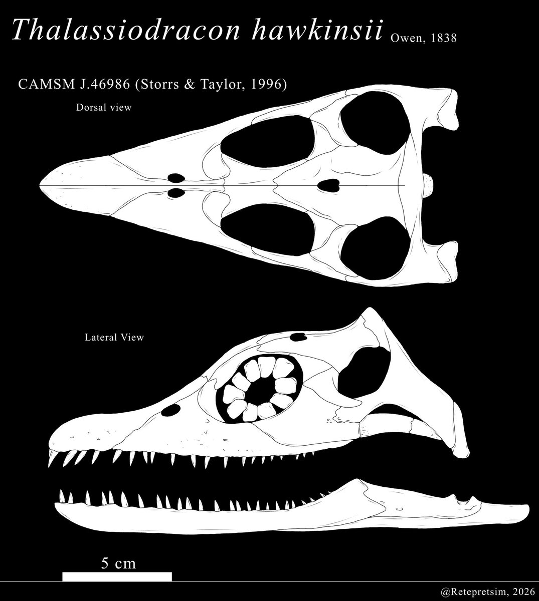 PedroMa23765483's tweet photo. Thalassiodracon is one of the oldest pliosaurids ever found, dating back to the Triassic. His weird anatomy shows how different the older pliosaurids were from the upper Jurassic and Cretaceous Apex predators like Kronosaurus and  Pliosaurus

#Paleoart https://t.co/4g2Zi8NrCP