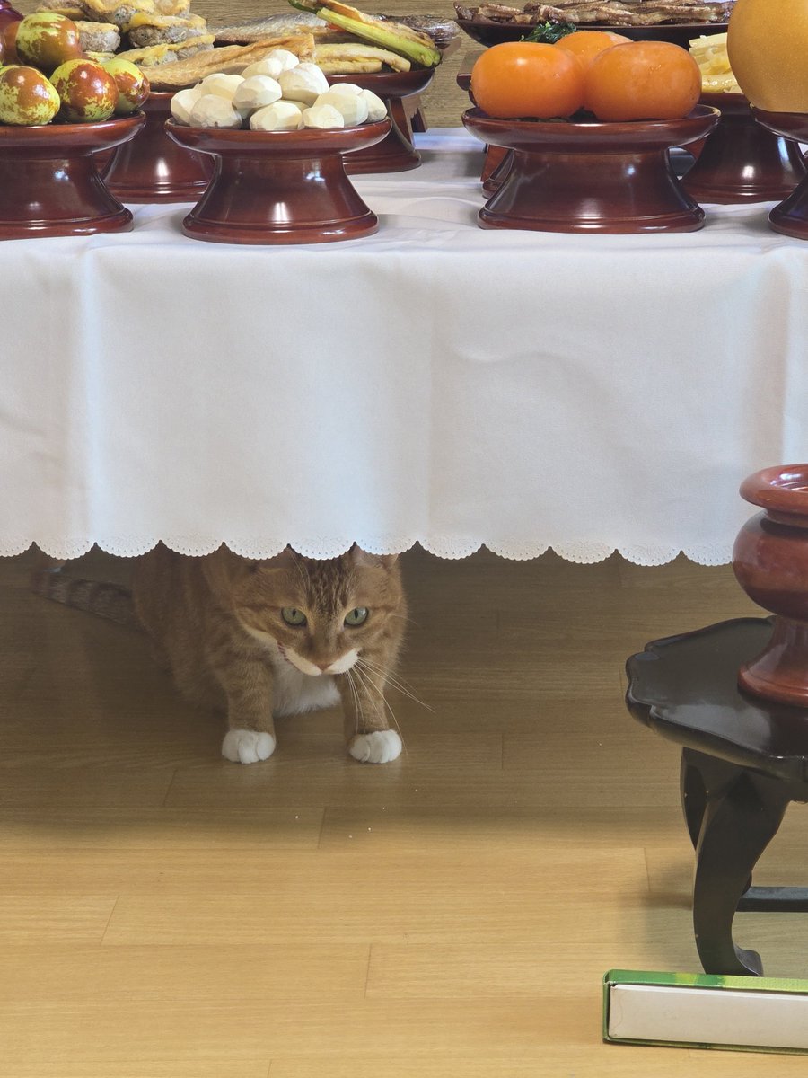 PENCIL_the_CAT's tweet photo. 절 받을 생각에 입맛을 다시는 고양이 https://t.co/1joe3g8YxB