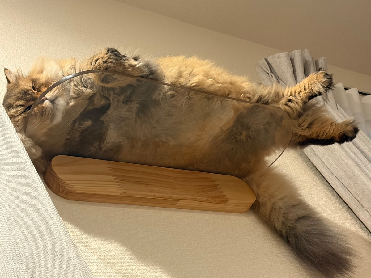 carfactory_toen's tweet photo. おはようございます🎑
本日も元気に営業中🐈

そろそろ板の耐荷重があやしくなってきた今日このごろ

 #猫好きさんと繋がりたい #車好きな人と繋がりたい #10月は大型車通行適正化推進月間 #重量守り道路を守ろう https://t.co/s4XpWvKIUp