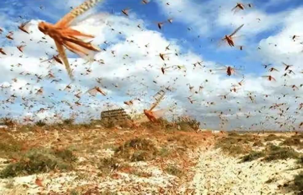 minseokmandoo's tweet photo. The locust plague is a severe agricultural disaster, and we should all care about the safety of crops and food! https://t.co/aS19hlKnkN