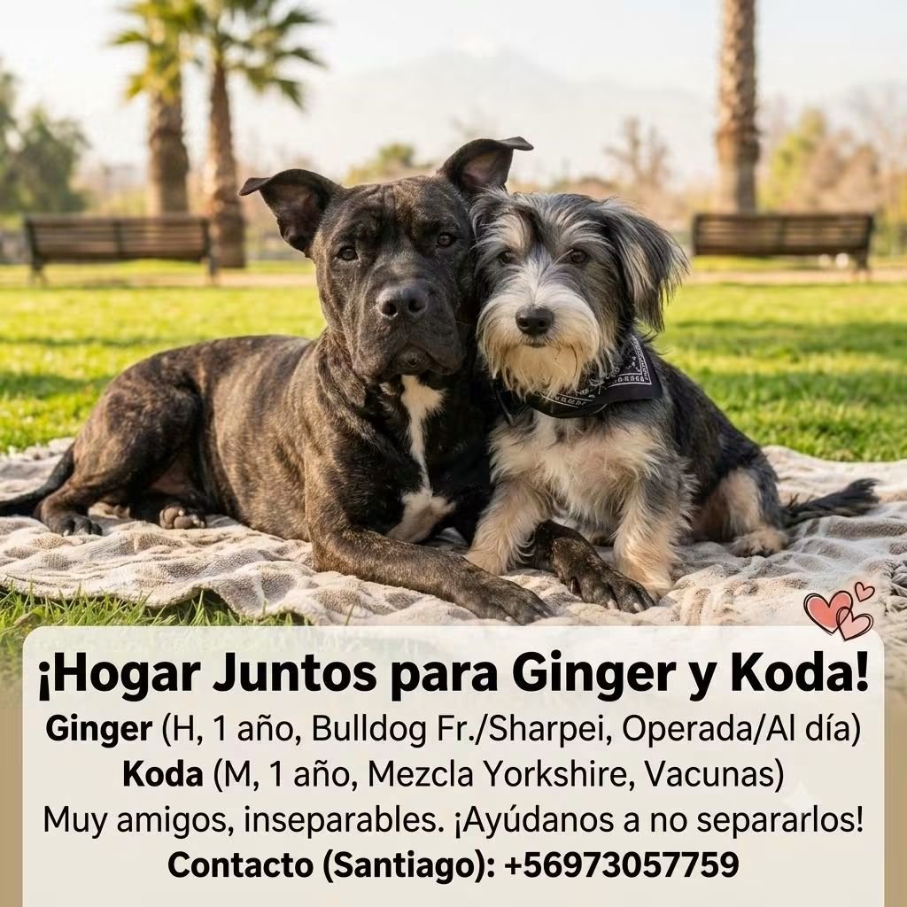 todopormiperro's tweet photo. https://t.co/4Zwtlnlsf5
