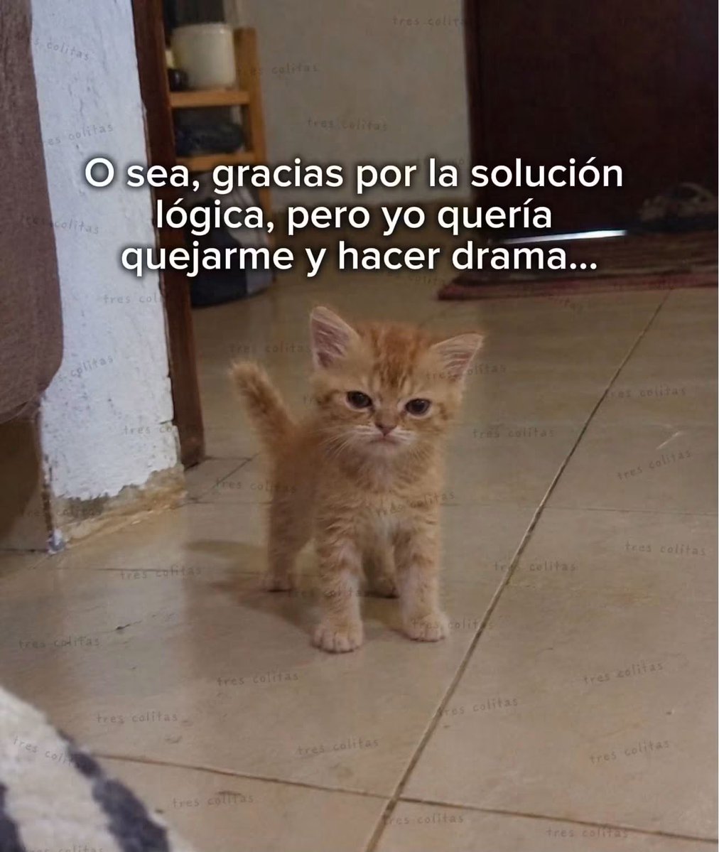 nacional_memes's tweet photo. Cuando mi novio resuelve  🐱 https://t.co/q9LYnvgnNC