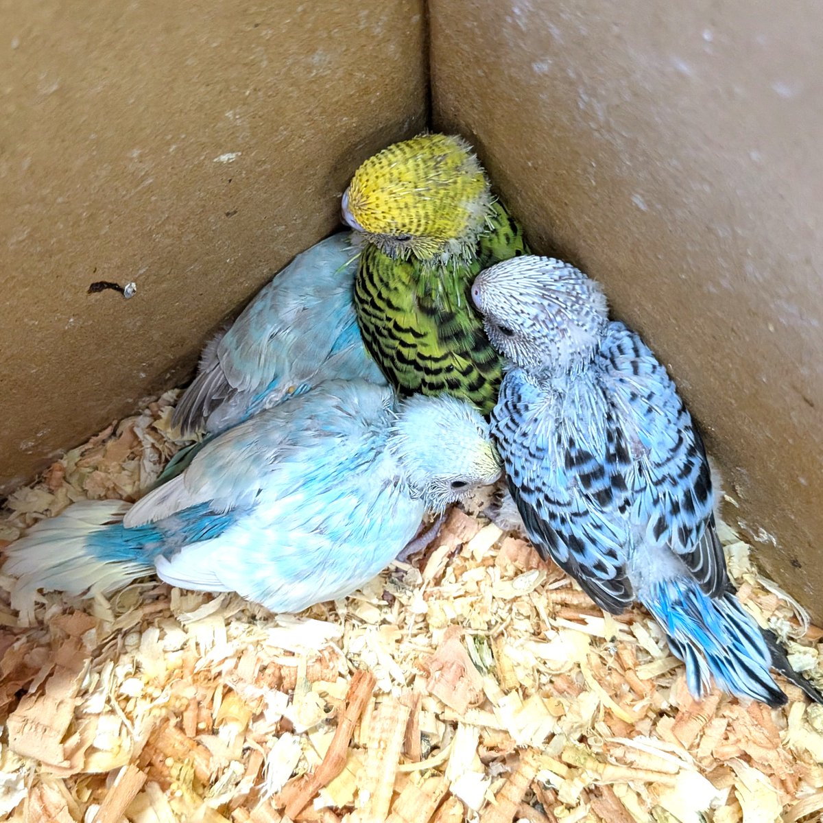 petshopkoike's tweet photo. セキセイインコ入りました。 https://t.co/mVASlxfD1X