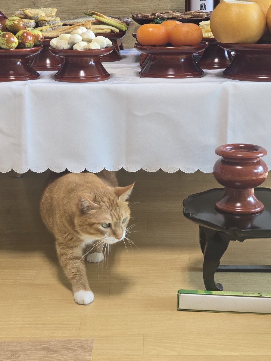 PENCIL_the_CAT's tweet photo. 인간들이 좃뺑이를 치든 말든 고양이는 그냥 제삿상 아래에나 들어감 https://t.co/63NLchs8Sr