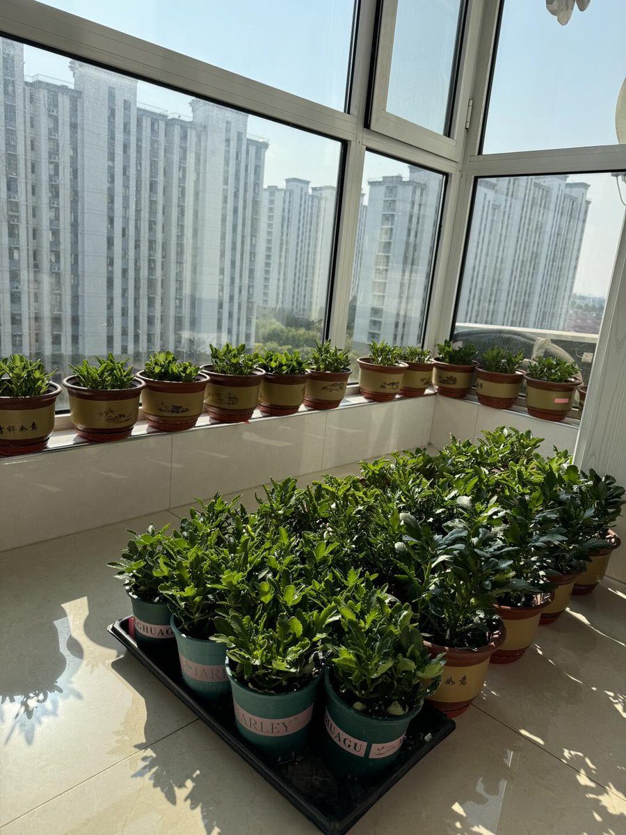 monggeu25623451's tweet photo. [Just got my 晒兰呛 plant settled on the windowsill! The sunlight hits it just right—can’t stop staring at how it looks today ] https://t.co/b0SVQ9JKZK