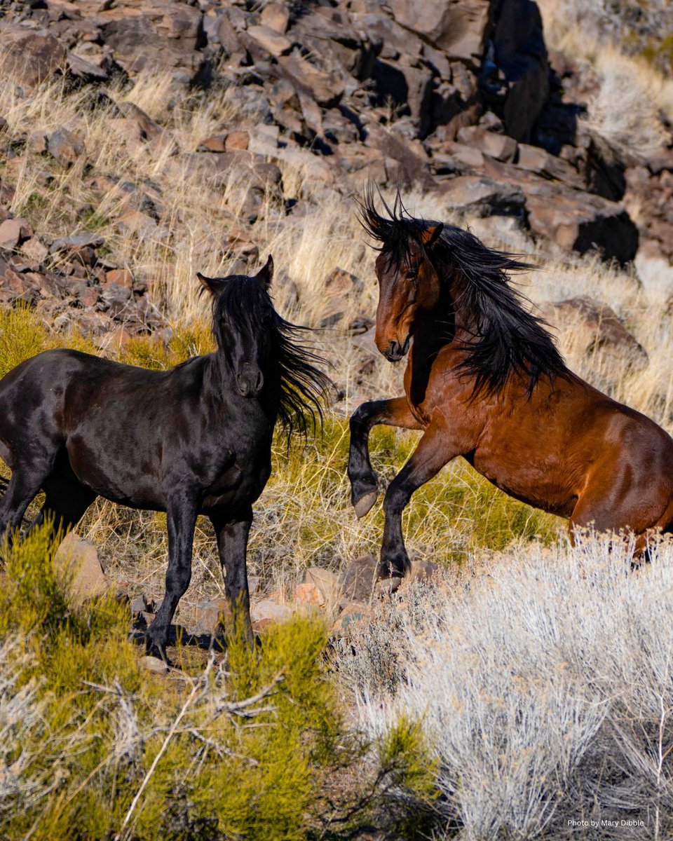 FreeWildHorses's tweet photo. A new season brings hope for America’s wild horses &amp; burros. 🤎🐴

We’re encouraged by momentum around humane, science-based fertility control and solutions that keep wild herds on the range. ✨

Stand with wild horses &amp; burros: https://t.co/SMhwM6iwzT

Photos by Mary Dibble https://t.co/mSFSaKGC7o