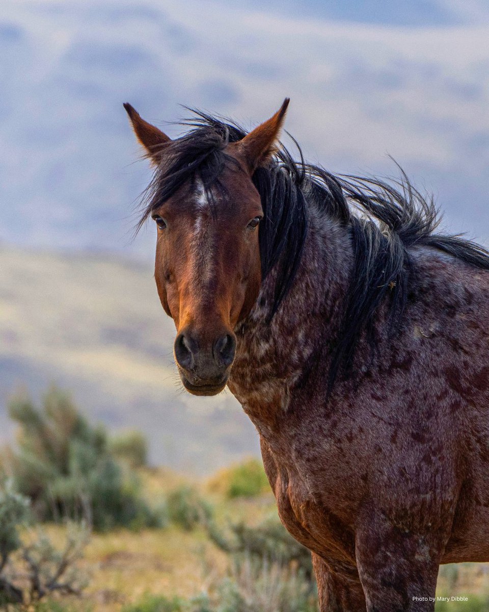 FreeWildHorses's tweet photo. A new season brings hope for America’s wild horses &amp; burros. 🤎🐴

We’re encouraged by momentum around humane, science-based fertility control and solutions that keep wild herds on the range. ✨

Stand with wild horses &amp; burros: https://t.co/SMhwM6iwzT

Photos by Mary Dibble https://t.co/mSFSaKGC7o