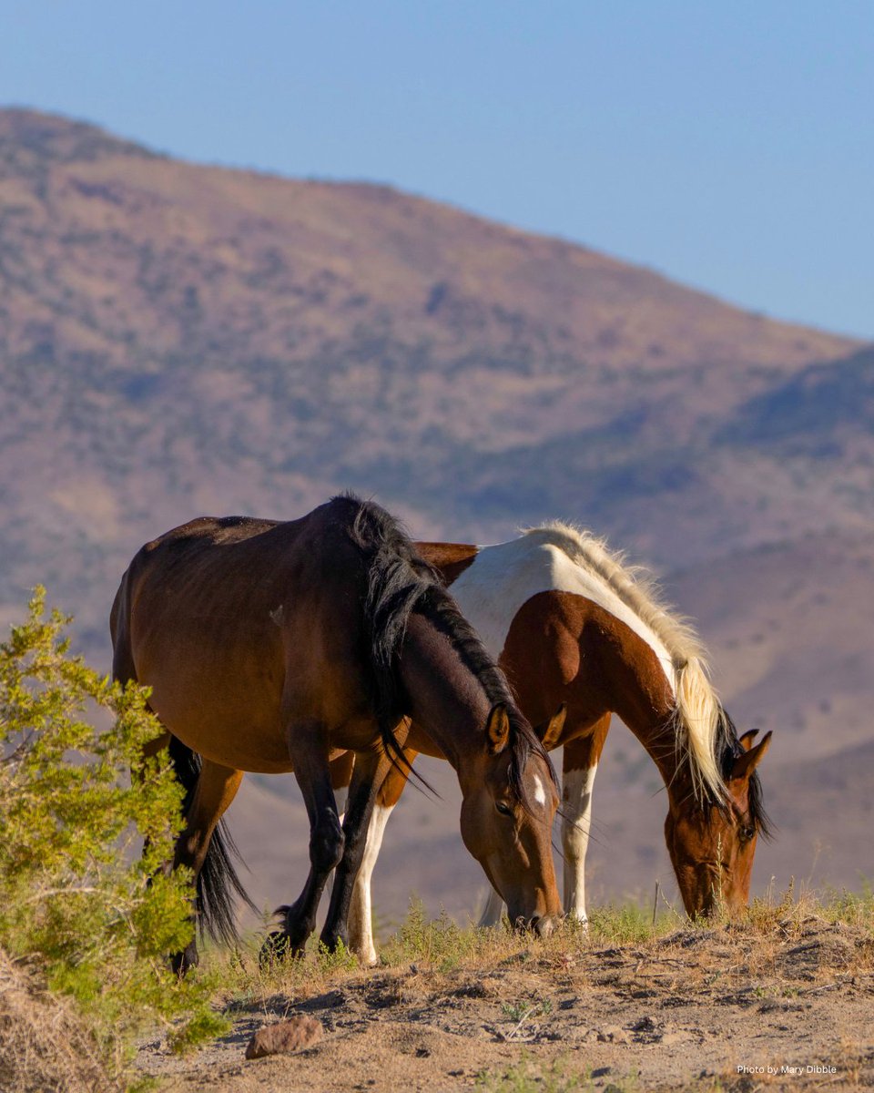 FreeWildHorses's tweet photo. A new season brings hope for America’s wild horses &amp; burros. 🤎🐴

We’re encouraged by momentum around humane, science-based fertility control and solutions that keep wild herds on the range. ✨

Stand with wild horses &amp; burros: https://t.co/SMhwM6iwzT

Photos by Mary Dibble https://t.co/mSFSaKGC7o