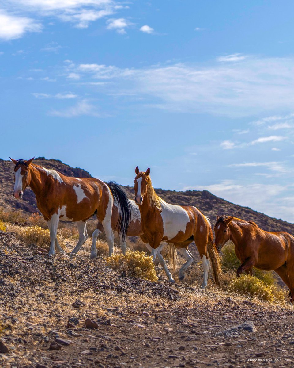 FreeWildHorses's tweet photo. A new season brings hope for America’s wild horses &amp; burros. 🤎🐴

We’re encouraged by momentum around humane, science-based fertility control and solutions that keep wild herds on the range. ✨

Stand with wild horses &amp; burros: https://t.co/SMhwM6iwzT

Photos by Mary Dibble https://t.co/mSFSaKGC7o