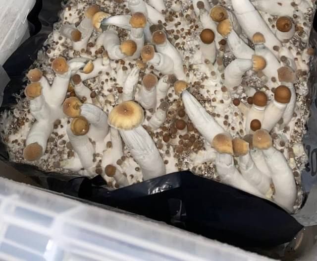 Mash710m's tweet photo. 🍄収穫フェーズ🍄 https://t.co/DDO5MhtW8z