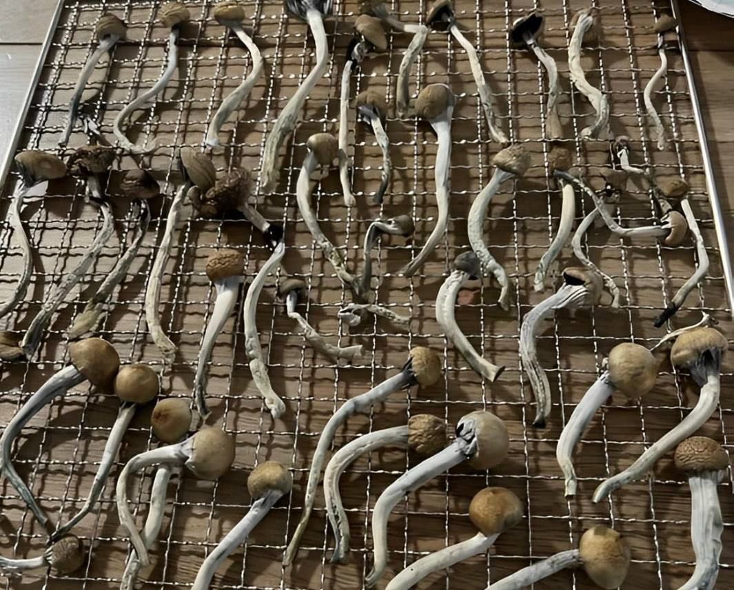 Mash710m's tweet photo. 🍄収穫フェーズ🍄 https://t.co/DDO5MhtW8z