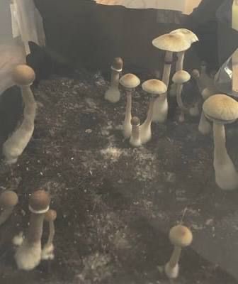 Mash710m's tweet photo. 🍄収穫フェーズ🍄 https://t.co/DDO5MhtW8z