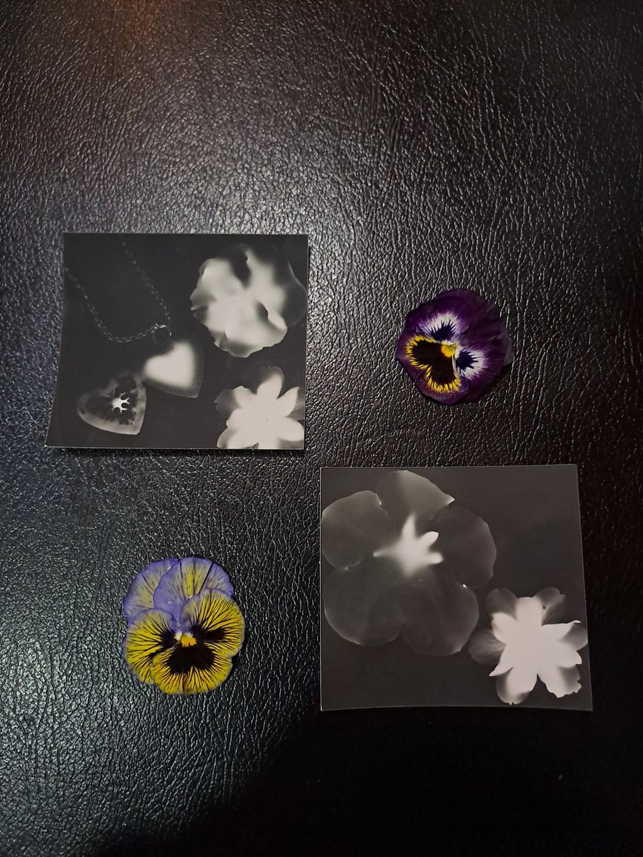 thanggforyouu's tweet photo. cámara estenopeica
flores q pille en la calle
mi corazón https://t.co/JnjxuNDkc1