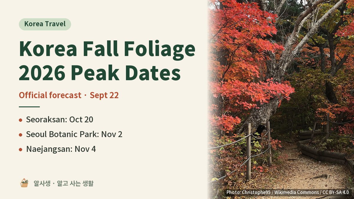 alsaseng's tweet photo. Korea's fall leaves peak at Seoraksan on Oct 20, per the official forecast.

· Songnisan Oct 28, Naejangsan Nov 4
· Seoul Botanic Park Nov 2
· Maples and oaks peak apart

Pick dates by the trees you want.

Link in the reply ↓

#KoreaTravel #FallFoliage #Seoraksan #Seoul https://t.co/pxvC8WFqwX