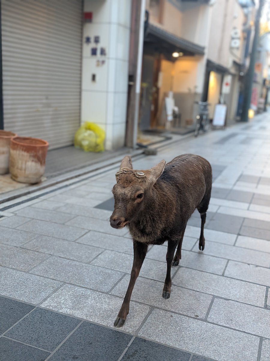 shanhairounara's tweet photo. おはようございます😊
ひがしむき商店街の上海樓です😊
毎度ご利用いただきありがとうございます!
本日も営業致します😊 https://t.co/vqTJzuluFx