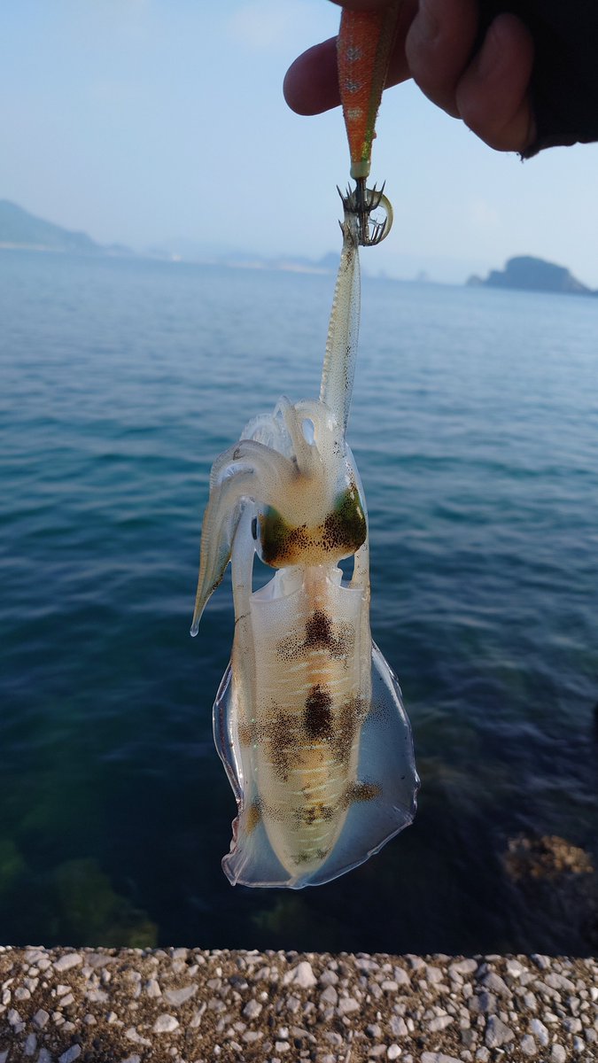 sakezo_taka's tweet photo. 大島釣行です。
まだ、台風の影響取れてないのかイカがいない😭
しかもメッチャ暑い🫠
シャローは魚ばかりでした🎣 https://t.co/v5S4kZXrzS